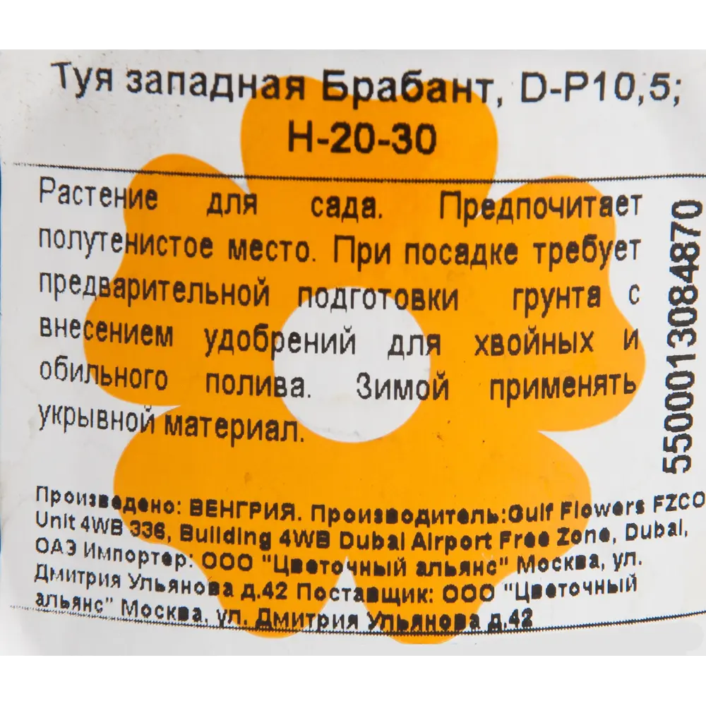 Туя западная «Брабант» 10x25 см 82601603 STLM-2076052 Santreyd  - Вид №1