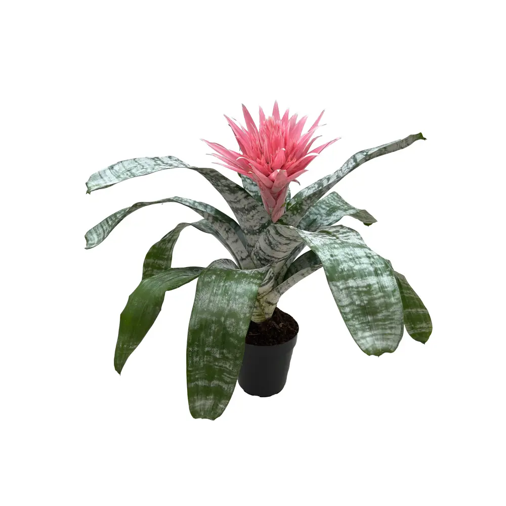Эхмея Примера розовая - цветущее комнатное растение в горшке ø15 см 89434523 Santreyd STLM-1580185