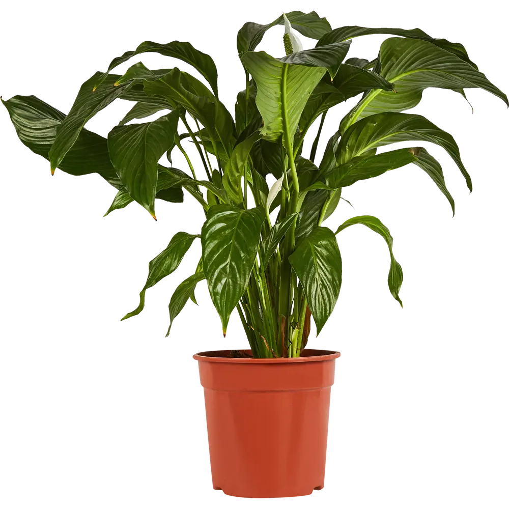 Santreyd Спатифиллум 'Женское счастье' - элегантное комнатное растение с белыми цветами 86750222 STLM-0071270