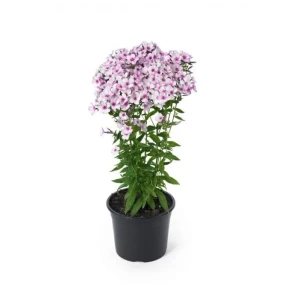 Флокс метельчатый микс ø12 h15 см 89465629 STLM-2160419