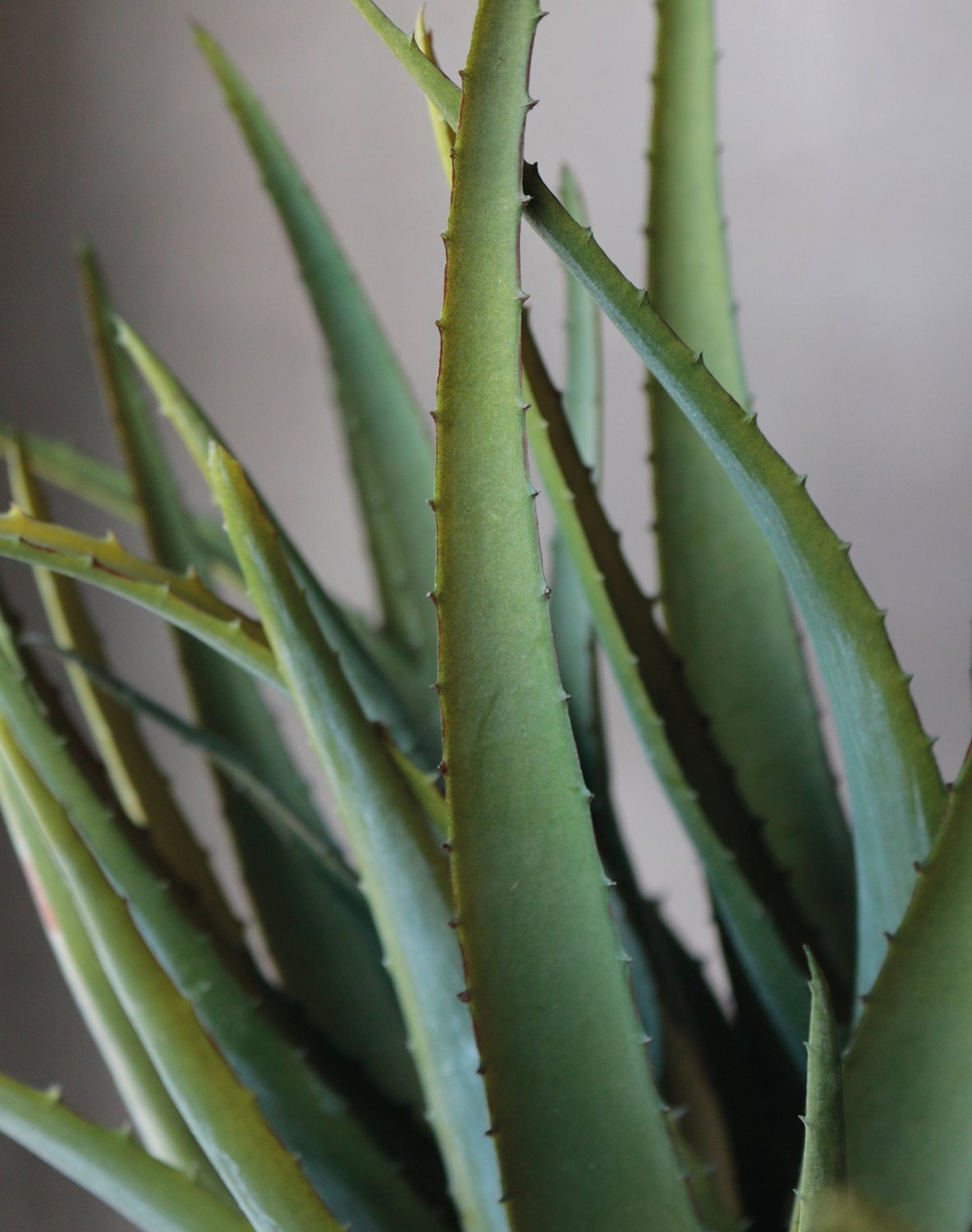 6152 883 a3 Искусственное алоэ, горшечное, 53 см, зеленое H-andreas  - Вид №12