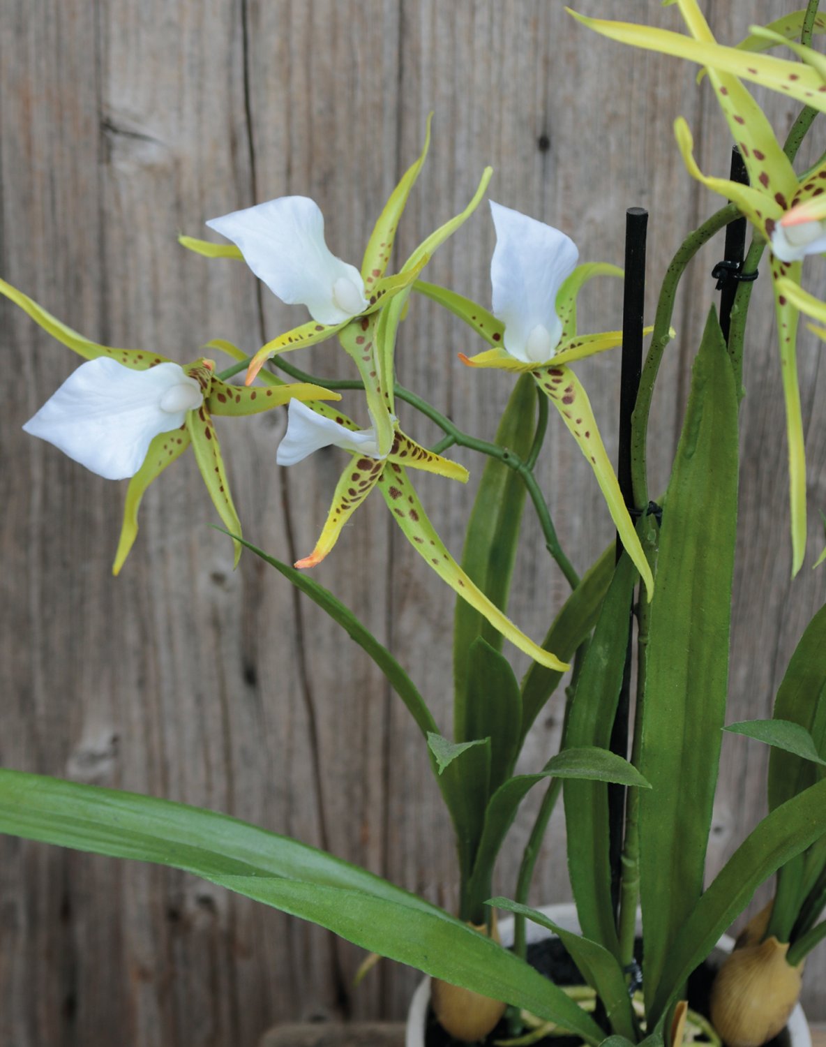 2529 788 a3 Искусственная орхидея паук (brassia), горшечная, 50 см, бежево-зеленая H-andreas  - Вид №3