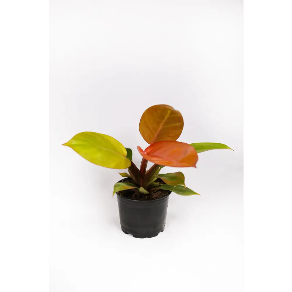 Santreyd Филодендрон Silver Sword с серебристыми листьями 89351066 STLM-0953990 - Вид №6