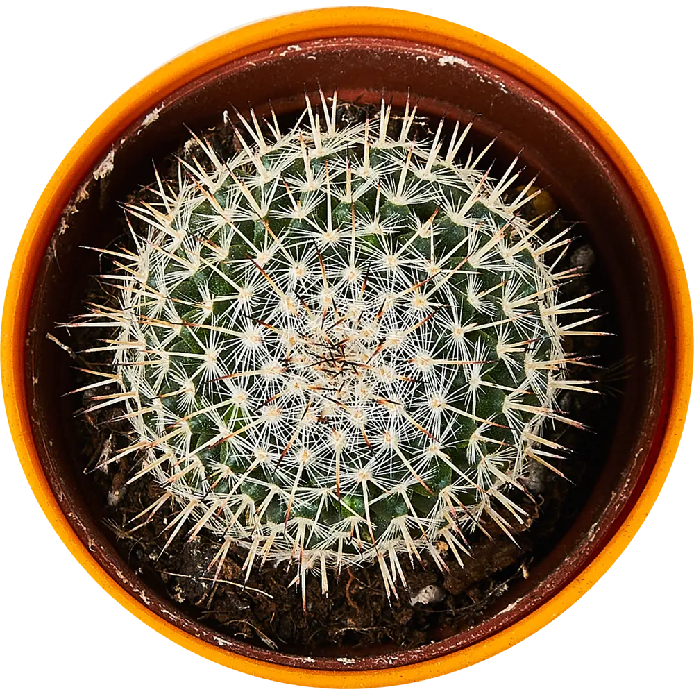 Santreyd: Декоративный кактус для современного интерьера 89296621 STLM-0823759 - Вид №8