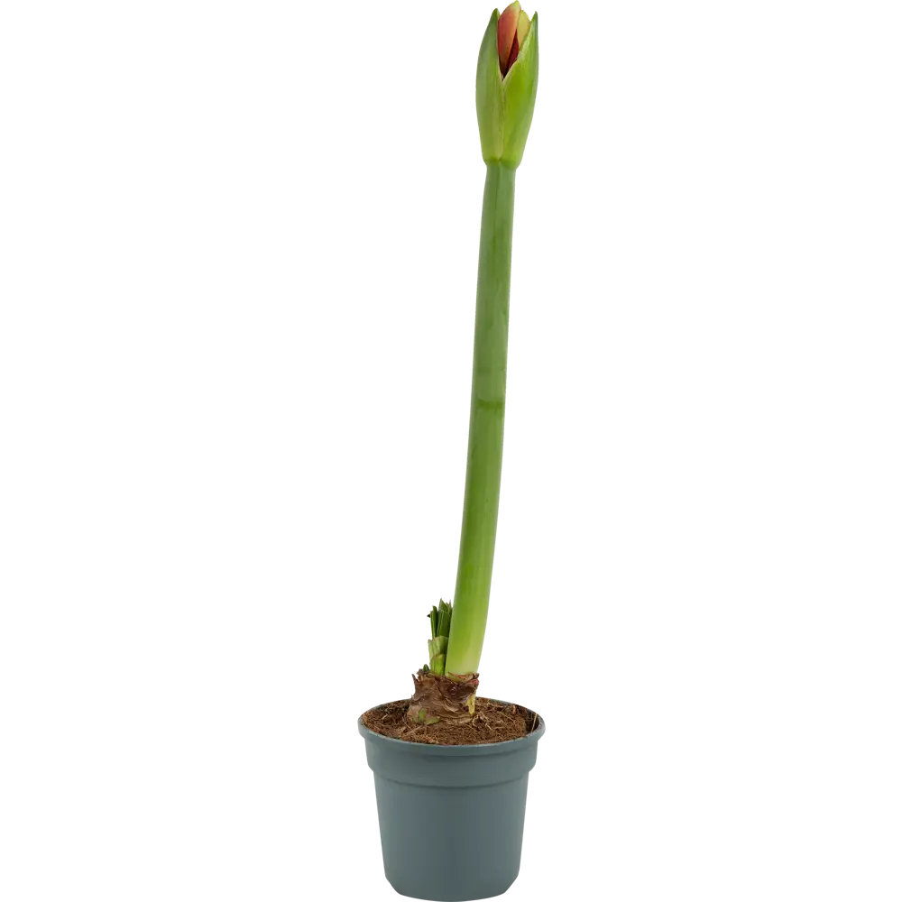 Гиппеаструм Santreyd - цветущая стрелка с 2-6 колокольчиками 82579974 STLM-0030544