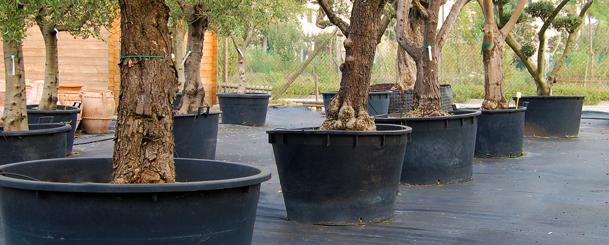 Tubs с ручками или без Geoplast  - Вид №1