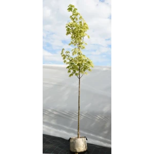 Клен остролистный «Друммонди» 45x250 см 82676715 STLM-2152555