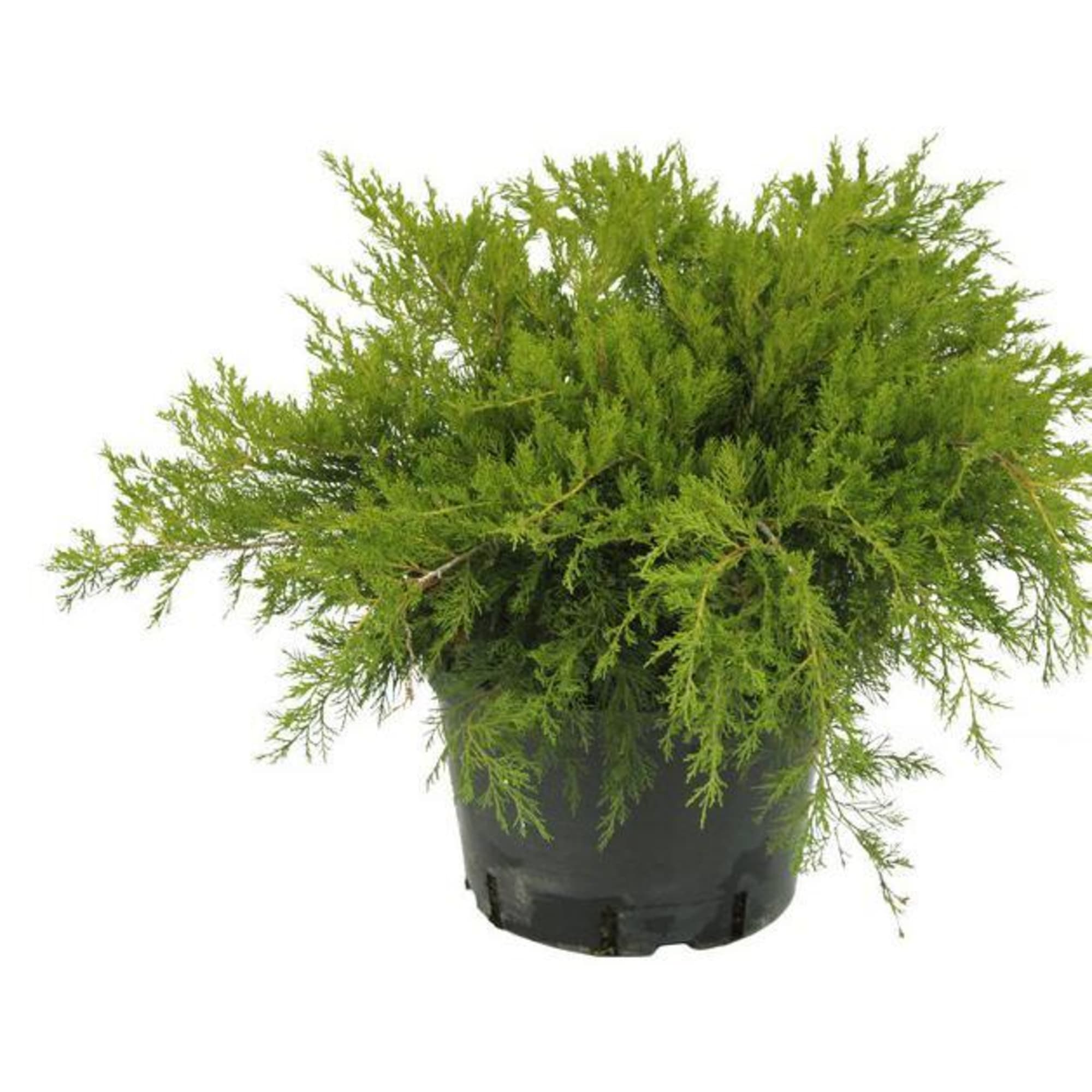 82621046 Можжевельник «Минт джулеп» 13x15 см Santreyd 