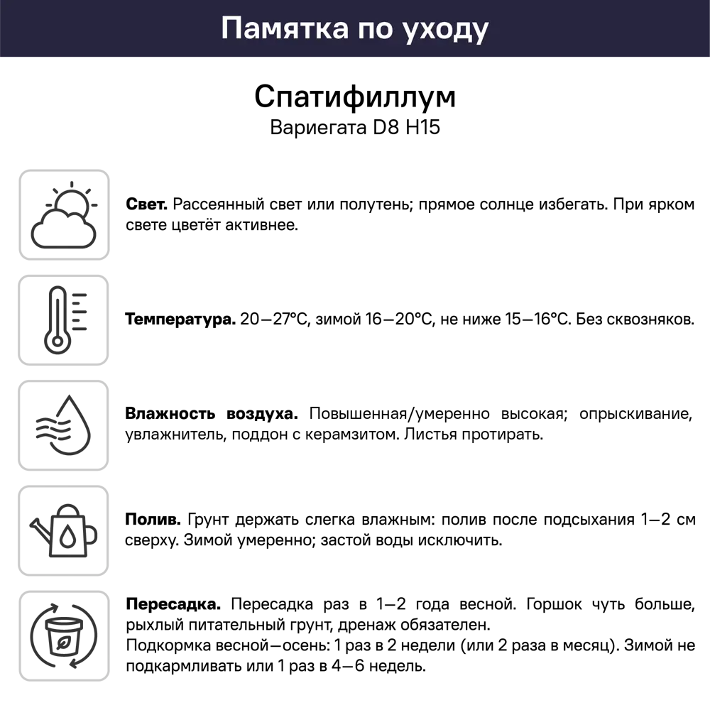 Спатифиллум Вариегата ø13 h15 см 89447745 STLM-2019037 Santreyd  - Вид №5