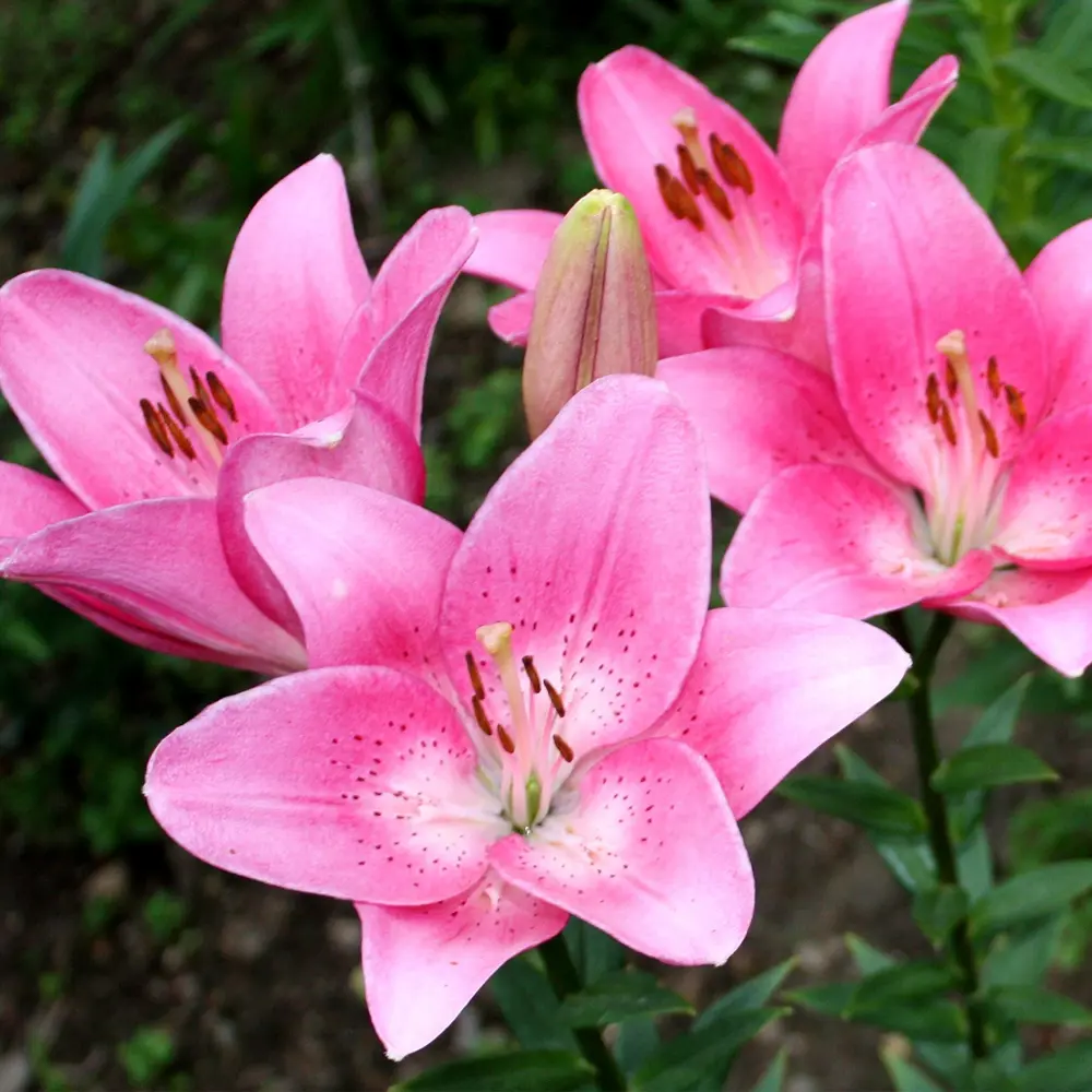 Лилия в сортах (V1.5л) 17897651 STLM-2192889 Santreyd  - Вид №3