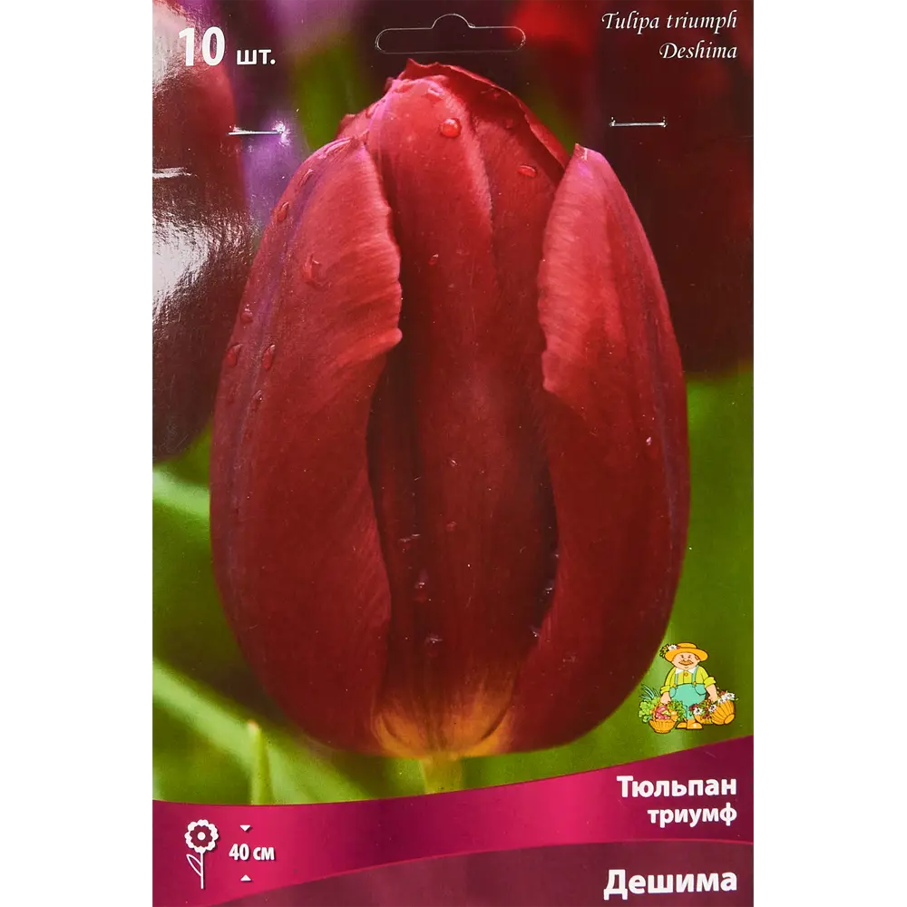Тюльпан Триумф Дешима, 10 шт 85205539 STLM-2201822 ПОИСК 