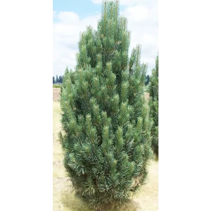 Сосна обыкновенная «Фастигиата» 15x25-30 см 82625354 STLM-2053313