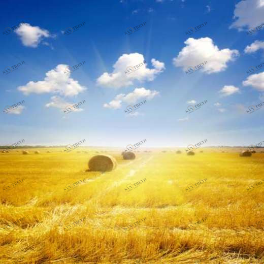 WP01387 Фотообои Verol Фотообои decoline 1х1 м