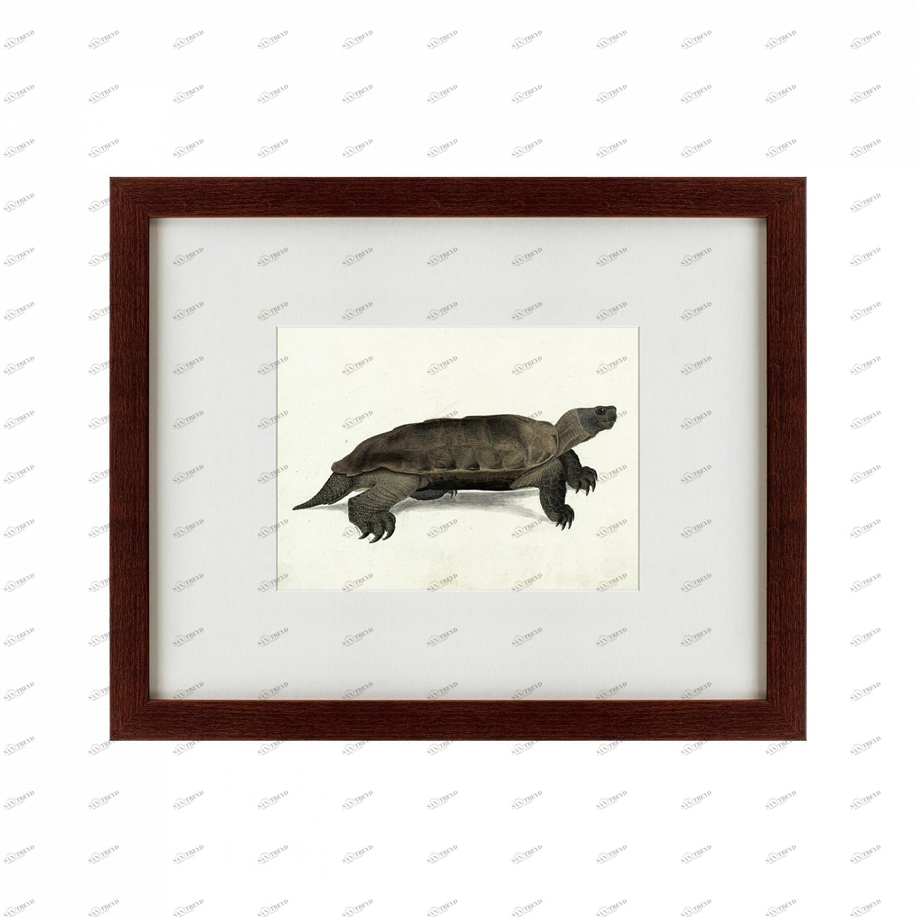 Литография на тонированной бумаге 42х52 см A hand-painted illustration of an Arakan forest turtle, 1 КАРТИНЫ В КВАРТИРУ  135777 Белый;коричневый;черный;разноцветный 