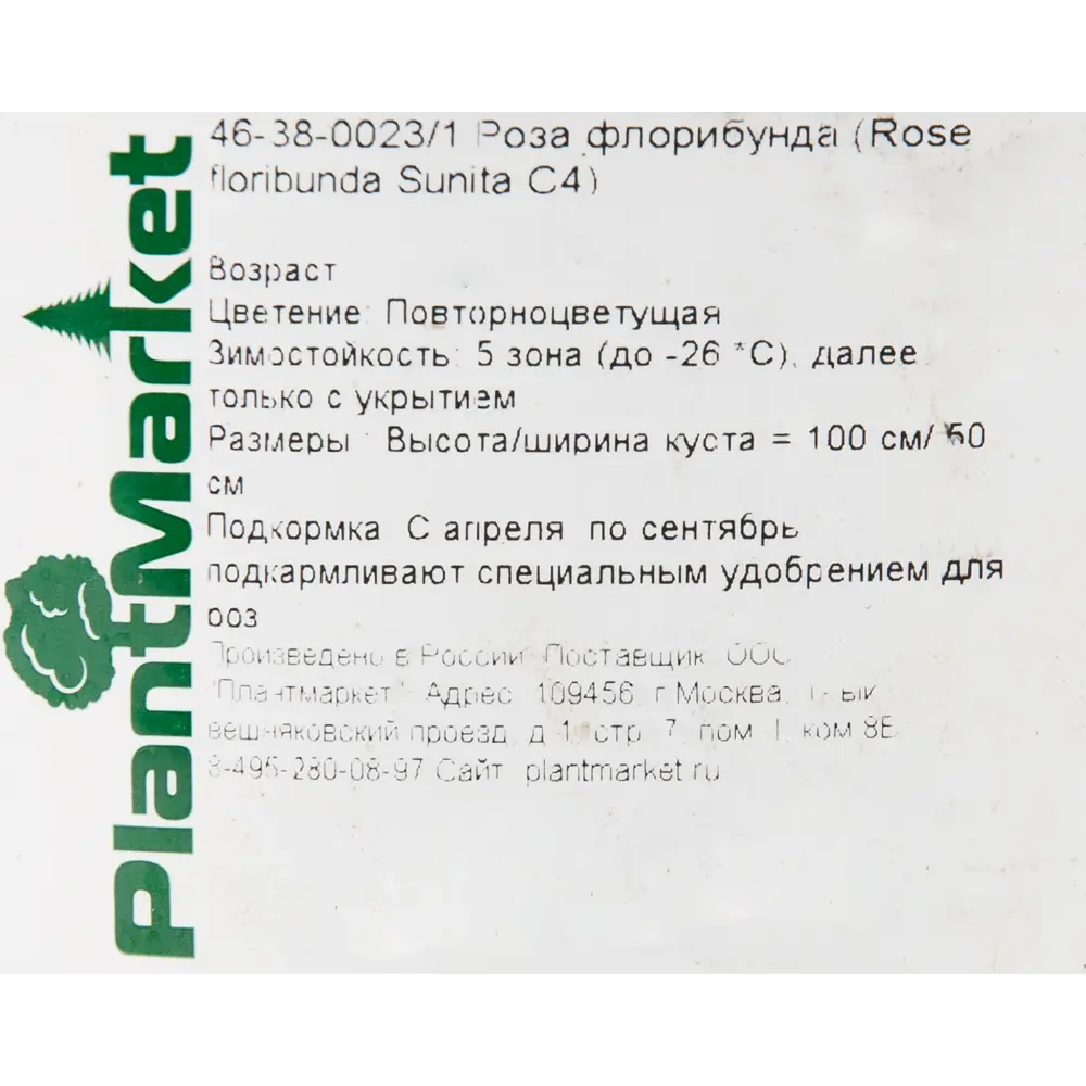 Роза флорибунда «Сунита» 19x55 см 82625110 STLM-2036724 PLANTMARKET  - Вид №1