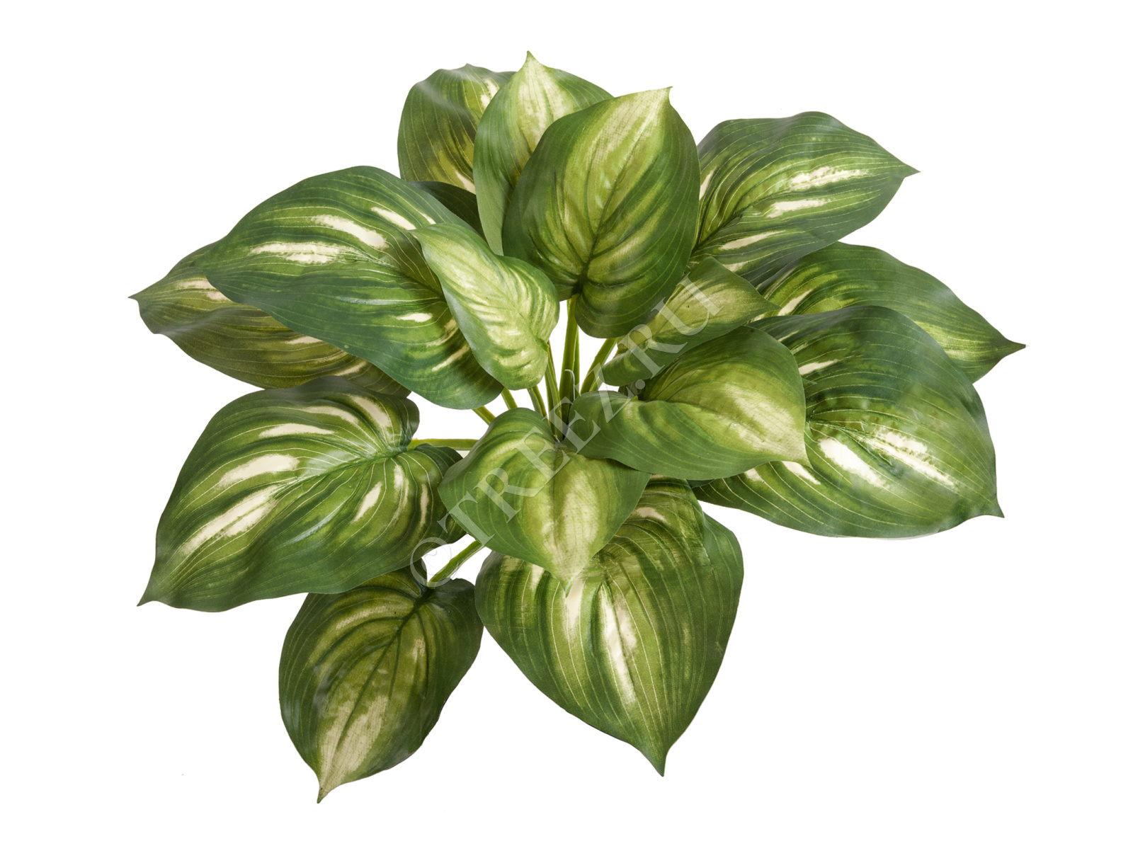 20.1150GW Хоста бело-зелёная большая Цветочная коллекция  - Вид №2