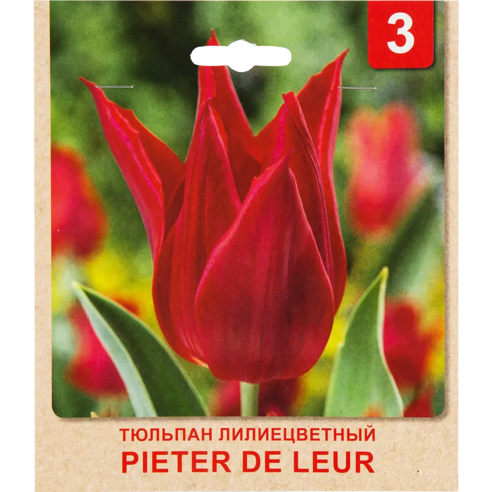 Тюльпан «Peter De Leur» размер луковицы 10/11, 3 шт. 82365346 STLM-2107504 Santreyd 