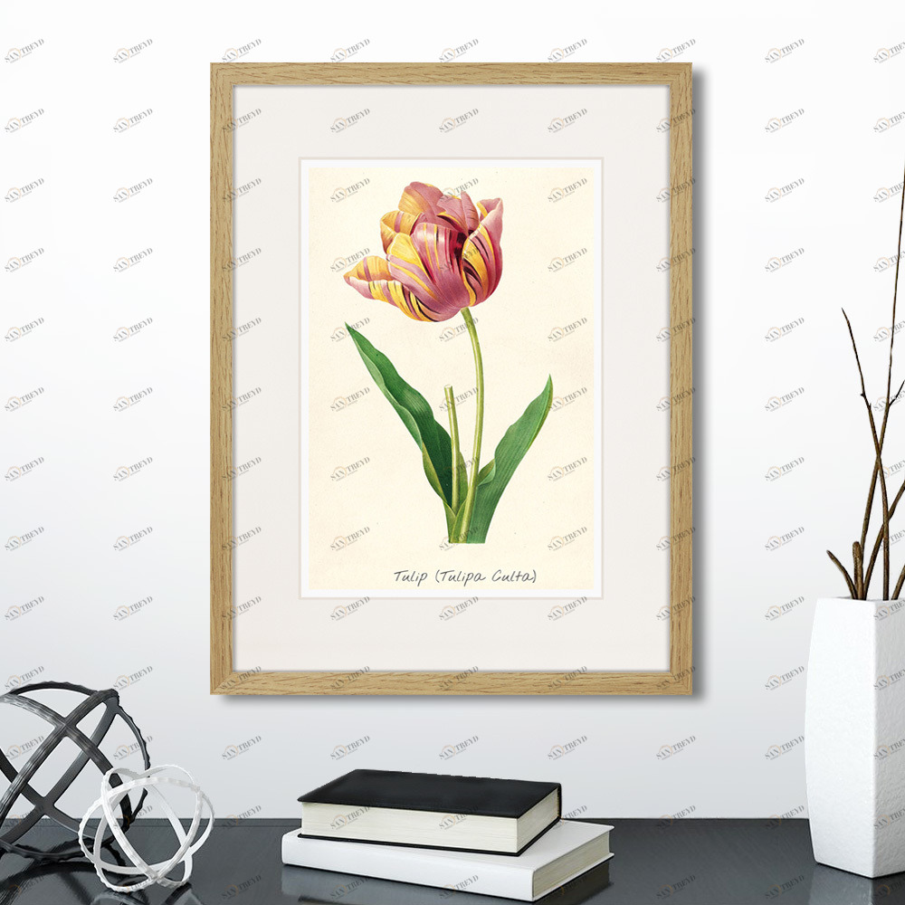 Картина в раме 32х42 см Botany illustration №3, 1836г. КАРТИНЫ В КВАРТИРУ  264491 Зеленый;красный;разноцветный 