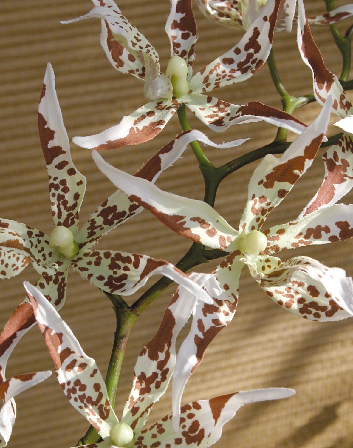 2562 776 a3 Синтетическая орхидея odontoglossum, 103 см, бежево-коричневая H-andreas 