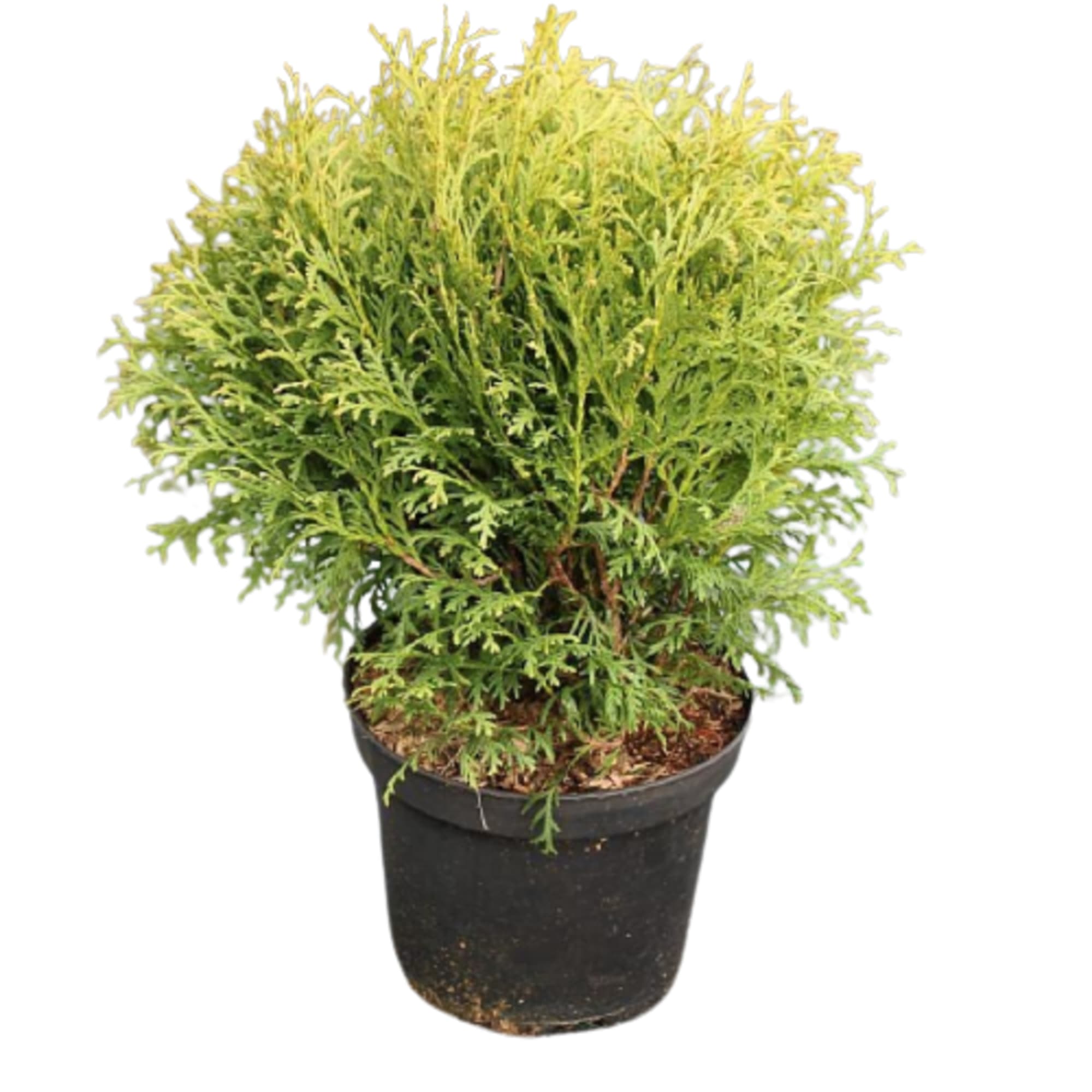 84872968 Туя западная Литтл Гиант h10 см Santreyd 