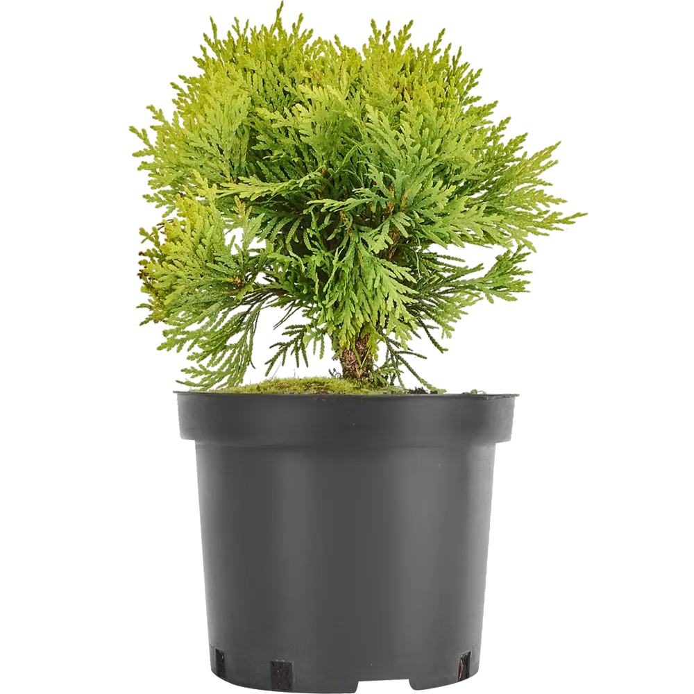 Туя западная «Мириам» 19x20 см 82550333 STLM-2167930 ГАВРИШ 