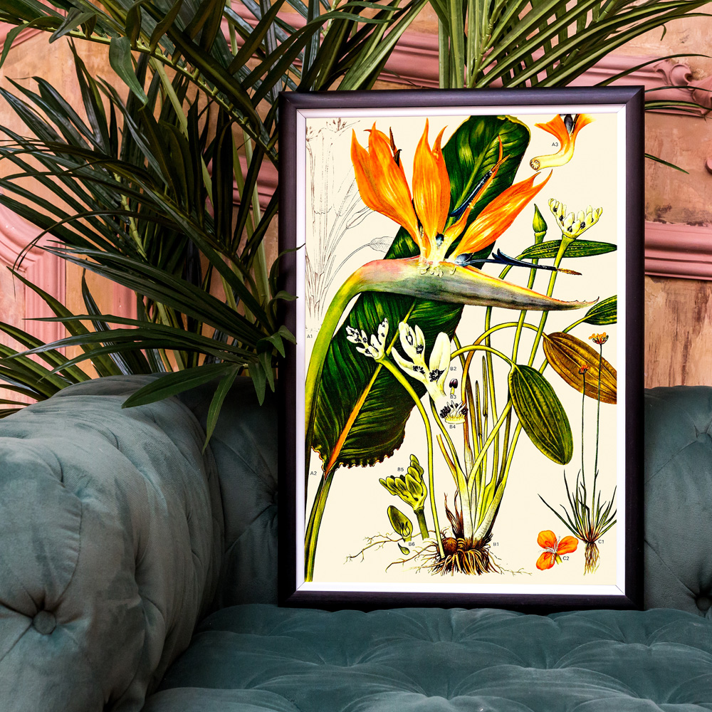 896519647_1818 Арт-постер «Цветочная энциклопедия, глава 4» Object Desire  - Вид №1