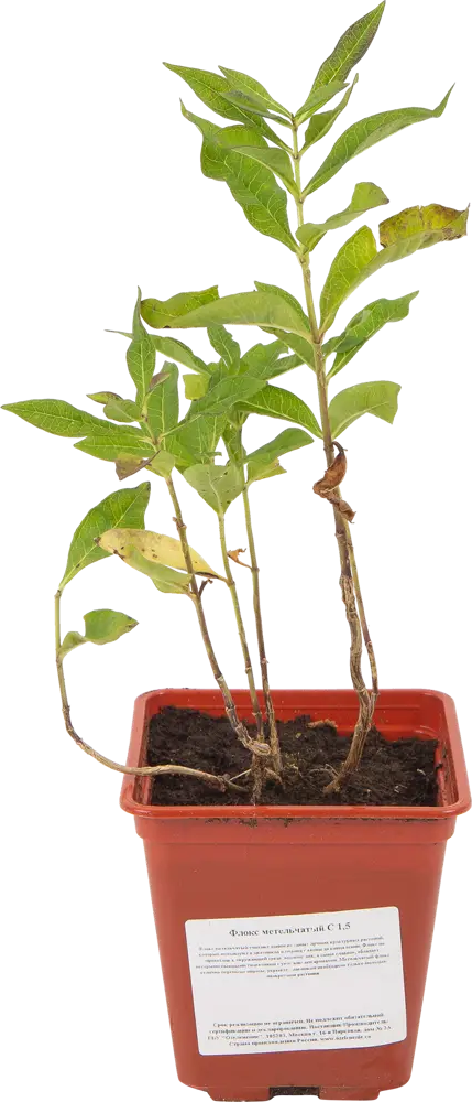 Флокс метельчатый Santreyd - многолетний цветущий куст для сада 82560427