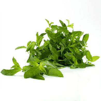 Мята Santreyd 1874