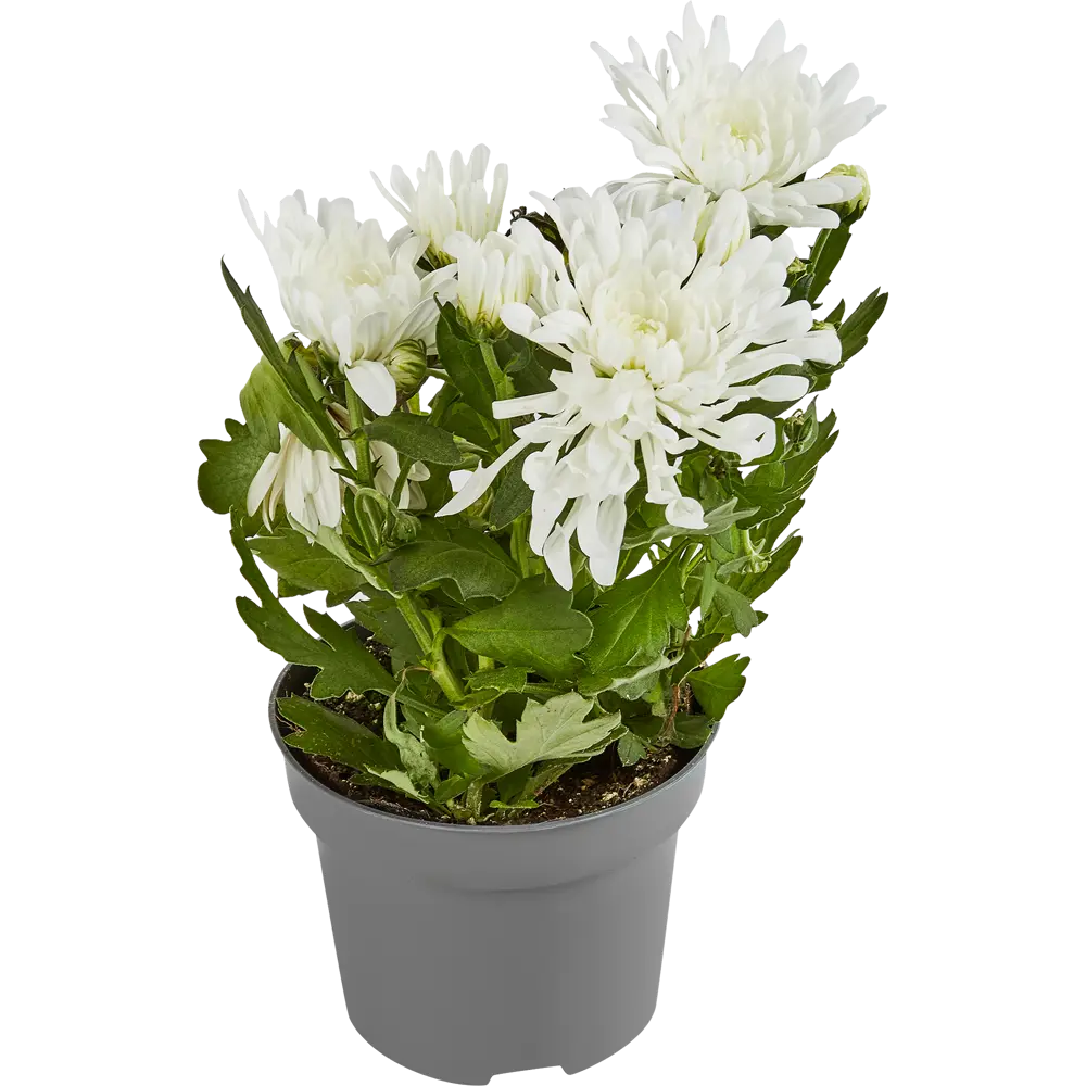 Хризантема Махровая 5 цветов 12x27.5 см 82548599 STLM-2044125 Santreyd 