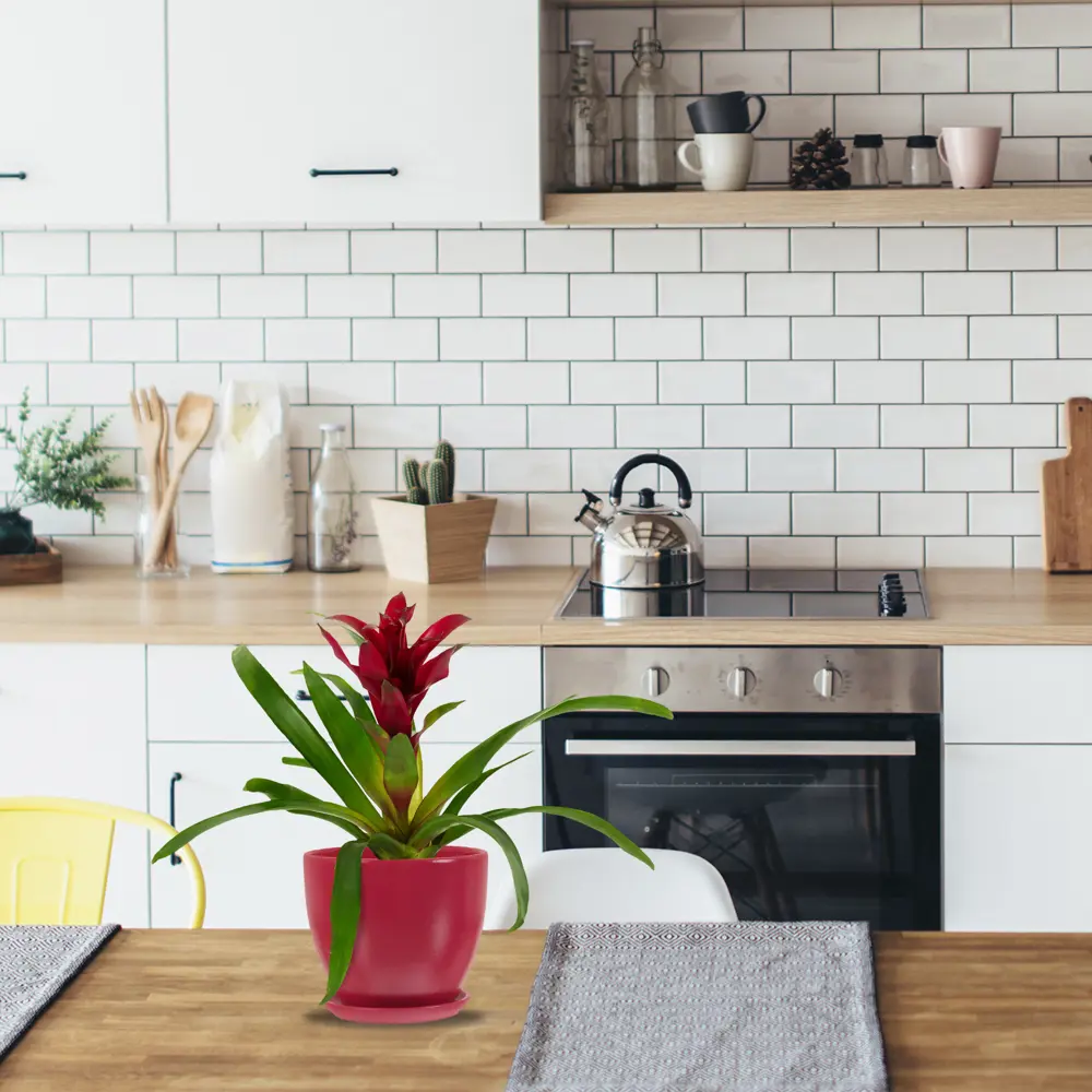 Гузмания микс Santreyd — экзотический акцент для интерьера 14032599 STLM-0004211 - Вид №3