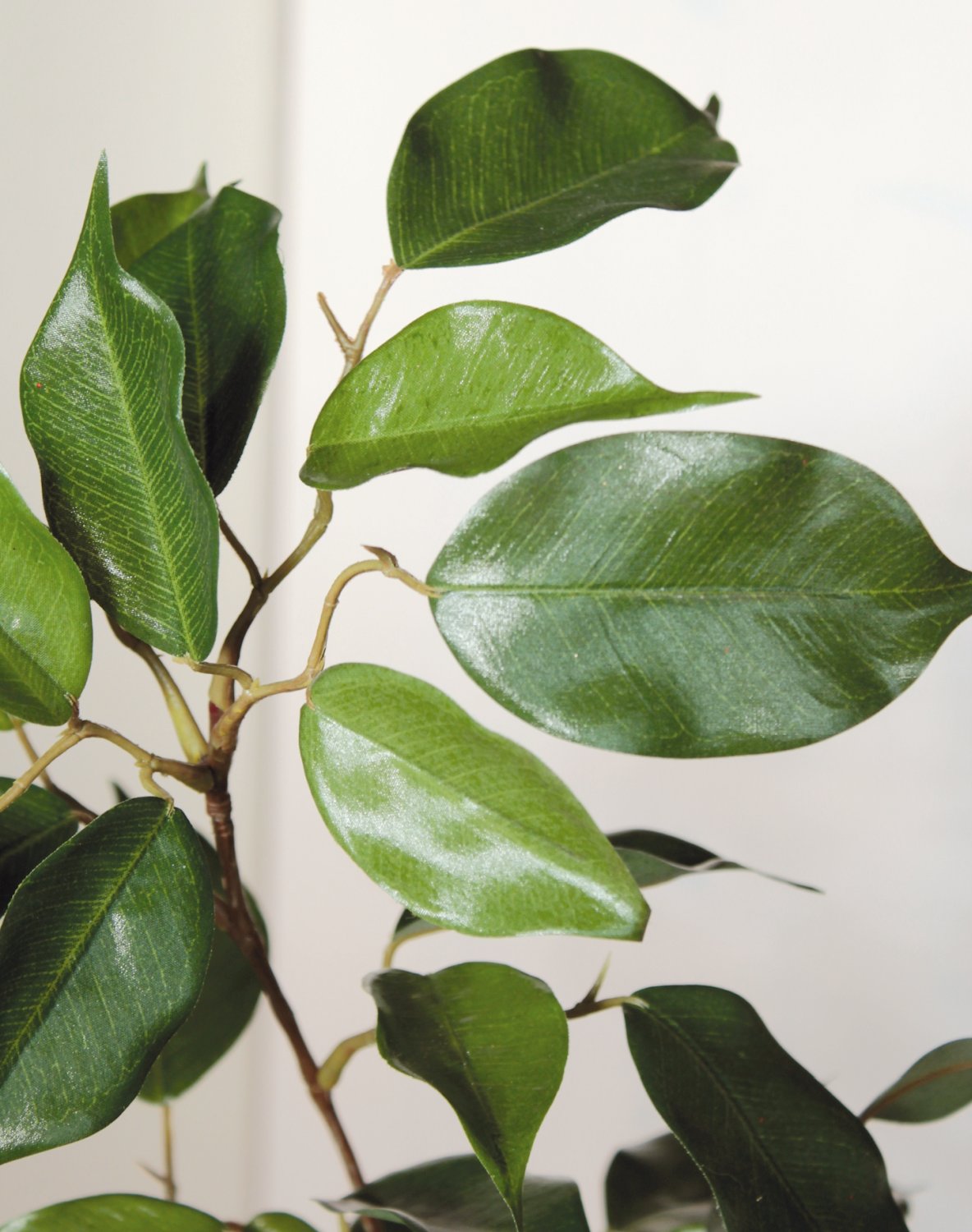 6887 883 a3 Ветка фикуса искусственная, 91 см, зеленая H-andreas 