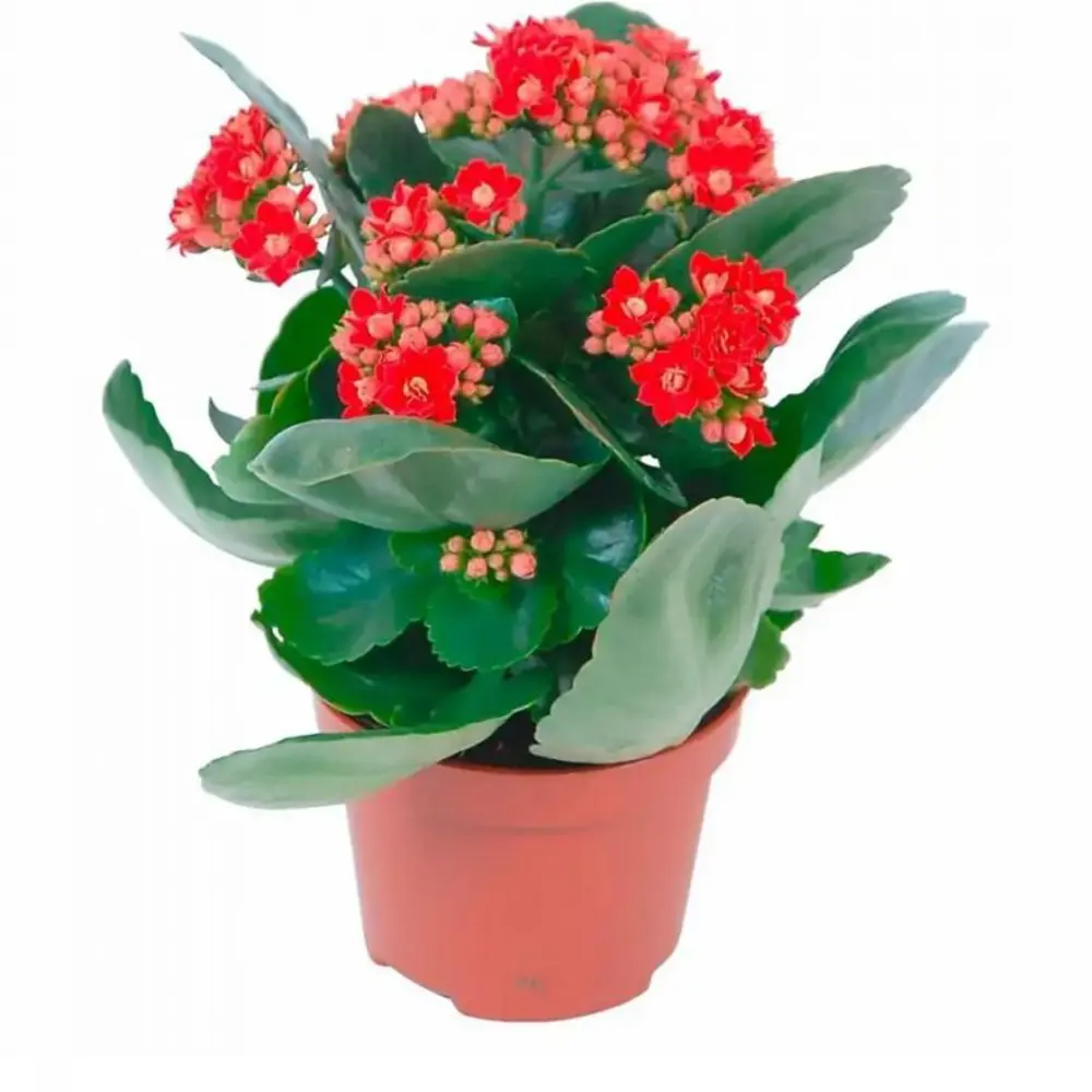 Каланхоэ микс ø9 h25 см 89433176 STLM-2149792 Santreyd 