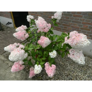 Гортензия метельчатая «Ванила Фрайз» 9x15 см 82625249 STLM-2123507