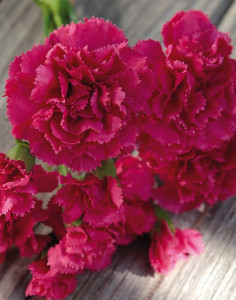 3516 420 a2 Гвоздика искусственная, 30 см, вишня H-andreas