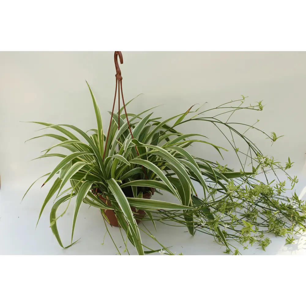 Santreyd Хлорофитум Вариегата — изящное комнатное растение в кашпо 89338393 STLM-0960885