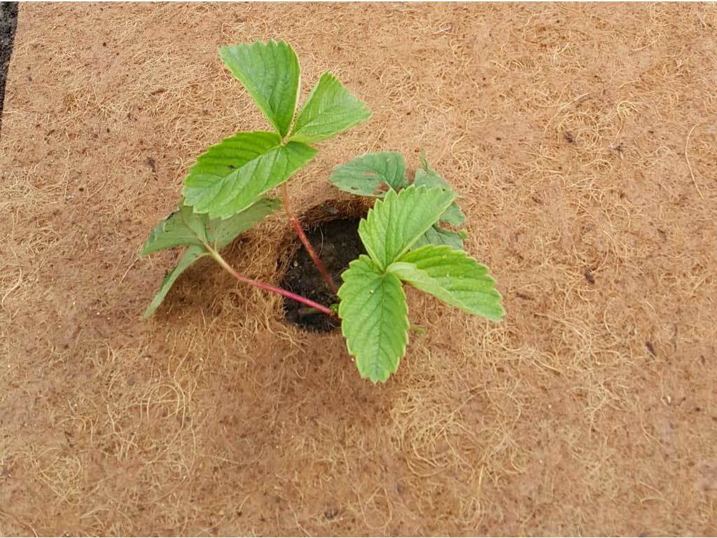 Мульча кокосовая Мульчаграм 0,75x6 м ГеоПластБорд GPBST-237 - Вид №13