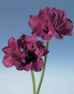 Искусственный цветок амариллис, 66 см, бордовый Santreyd 1595 442 a2