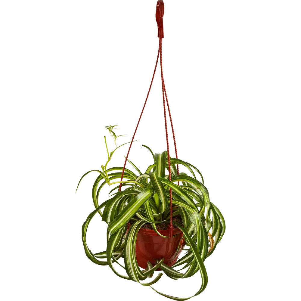 Хлорофитум Бонни Santreyd — изящный каскад зелени для вашего интерьера 85535974 STLM-0063574 - Вид №1