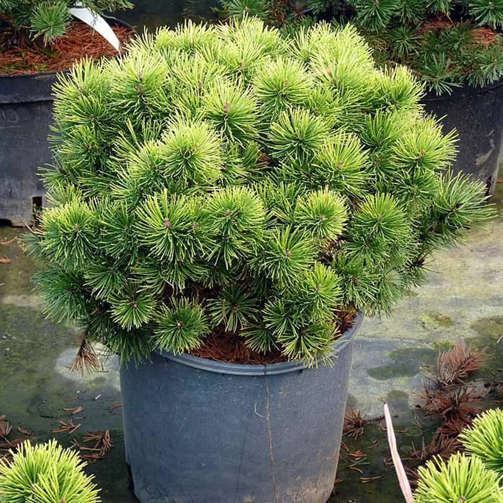 Сосна горная Офир ø19 h35 см 84834220 STLM-2132633 PLANTMARKET 