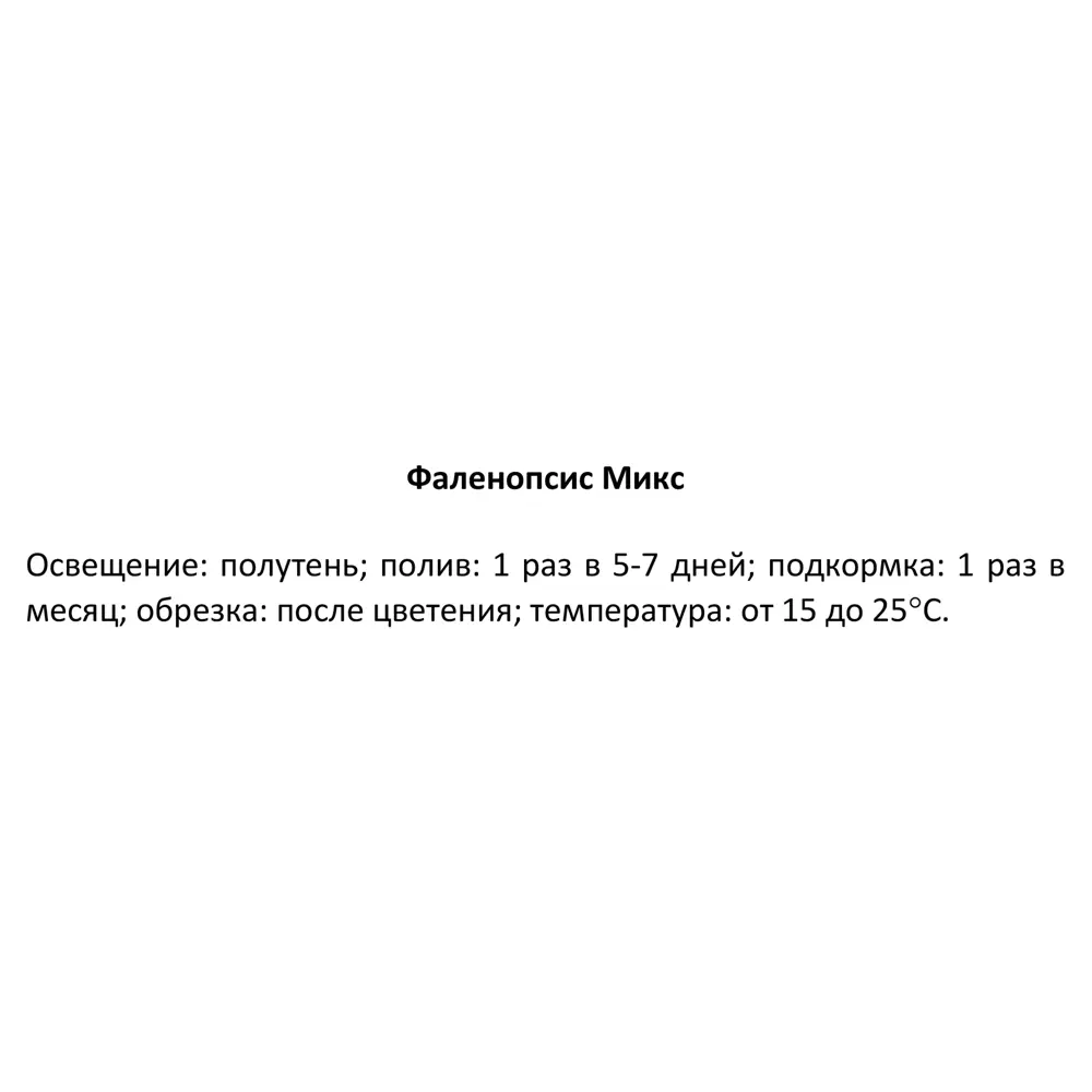 Орхидея Фаленопсис микс ø12 h60 см Флобас 88309608 STLM-2088997 Santreyd  - Вид №6