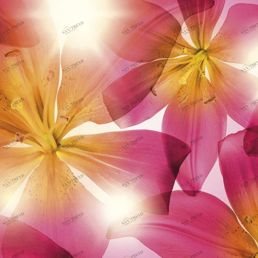 8-928-Summer-Sun Фотообои Komar Vol.15 2.54х3.68 м 8928SUMMERSUN