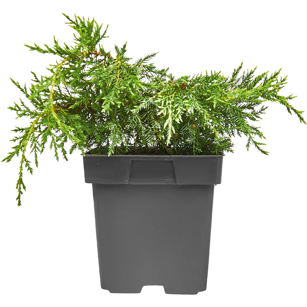 Можжевельник средний Мордигант Голд ø15 h30 см PLANTMARKET STLM-2131878 - Вид №1