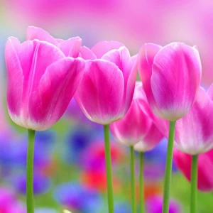 C1-153 Фотообои DIVINO Collection C 2.7х3 м