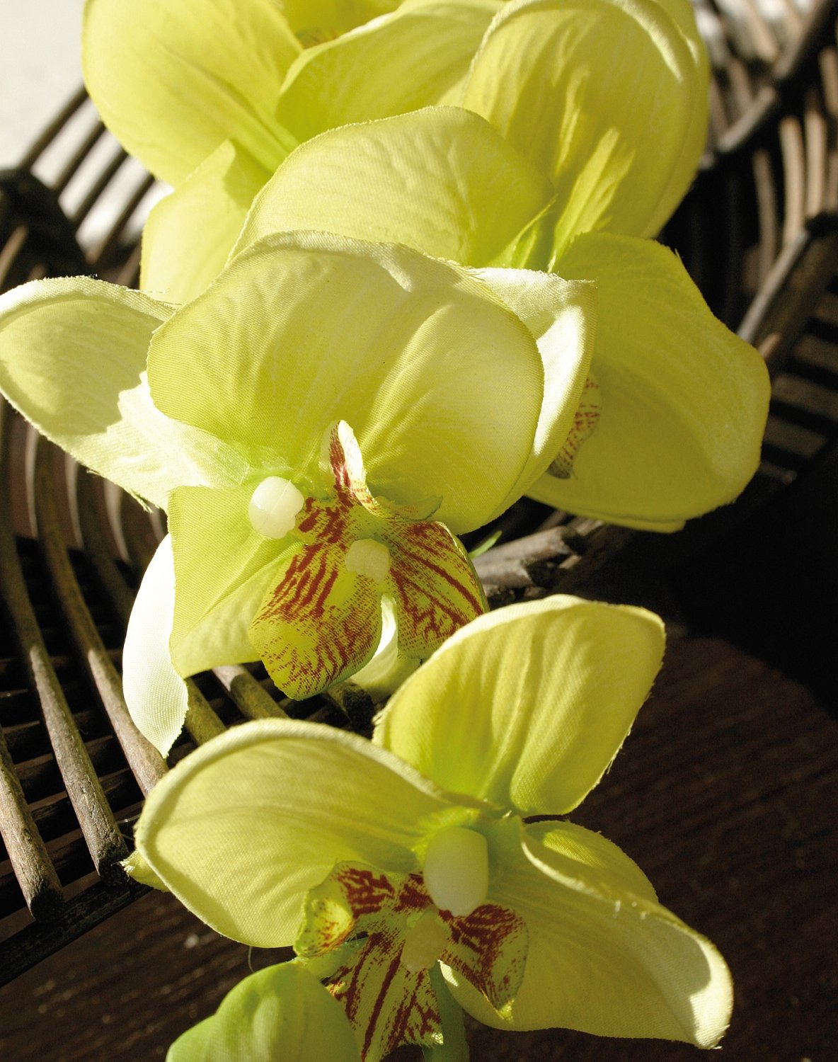 2423 788 a2 Искусственная орхидея Phalaenopsis, 92см, кремово-зеленая H-andreas  - Вид №1