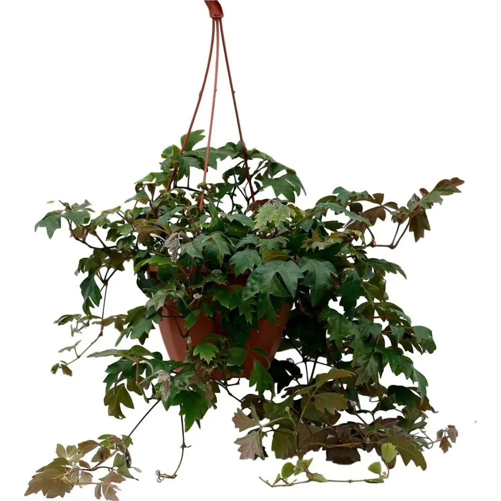 Santreyd Циссус Эллен Даника — комнатный виноград для вертикального озеленения 89394876 STLM-1427810