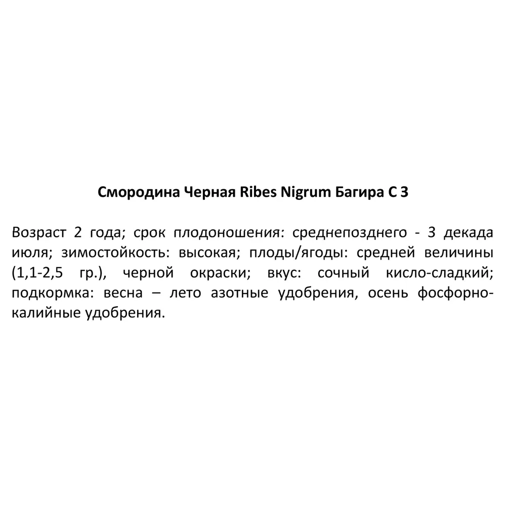 Смородина черная Багира ø15 h30 см 84406549 STLM-2154263 PLANTMARKET  - Вид №4