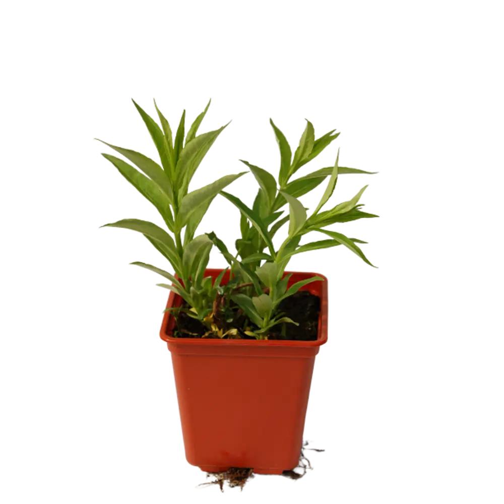 Флокс метельчатый Santreyd - многолетний цветущий куст для сада 82560427 STLM-0958446 - Вид №1