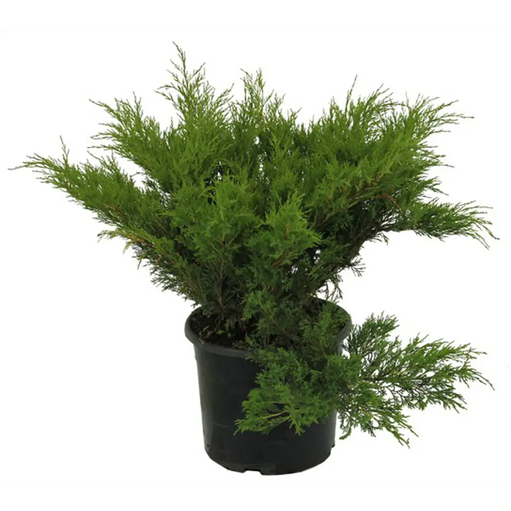 Можжевельник казацкий Мас ø15 h35 см 84834029 STLM-2208607 PLANTMARKET 