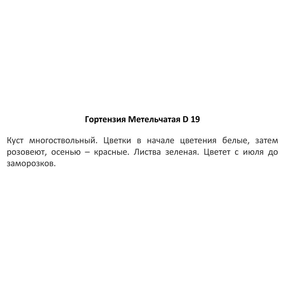 Ирис бородатый ø12 h25 см 83248196 STLM-2212486 Santreyd  - Вид №2