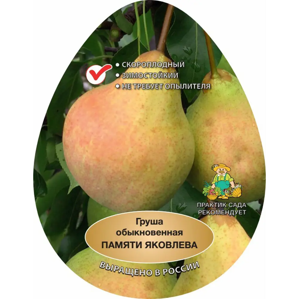 Груша Памяти Яковлева h220 см 83787998 STLM-2006219 Santreyd 